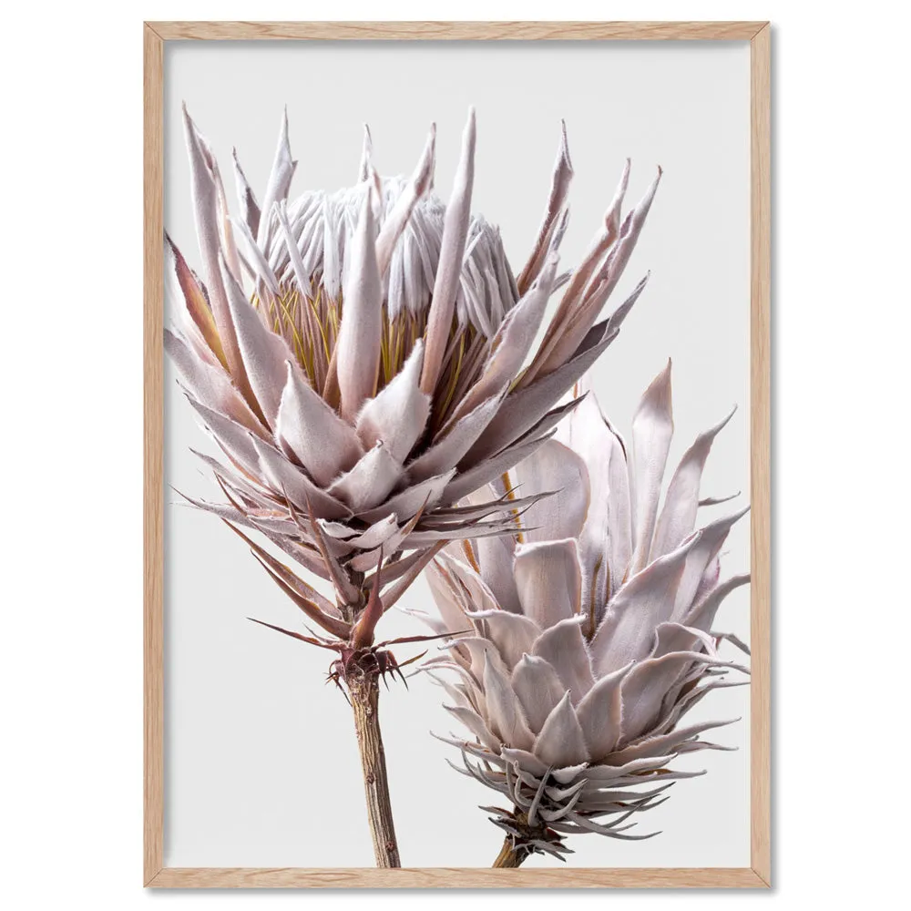 King Protea Duo in Blush - Art Print