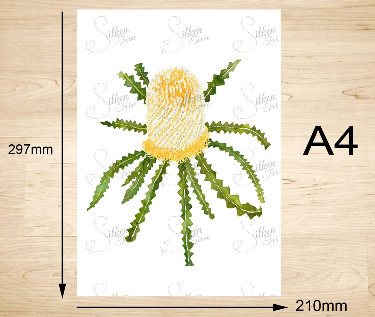 Showy Banksia Art Print
